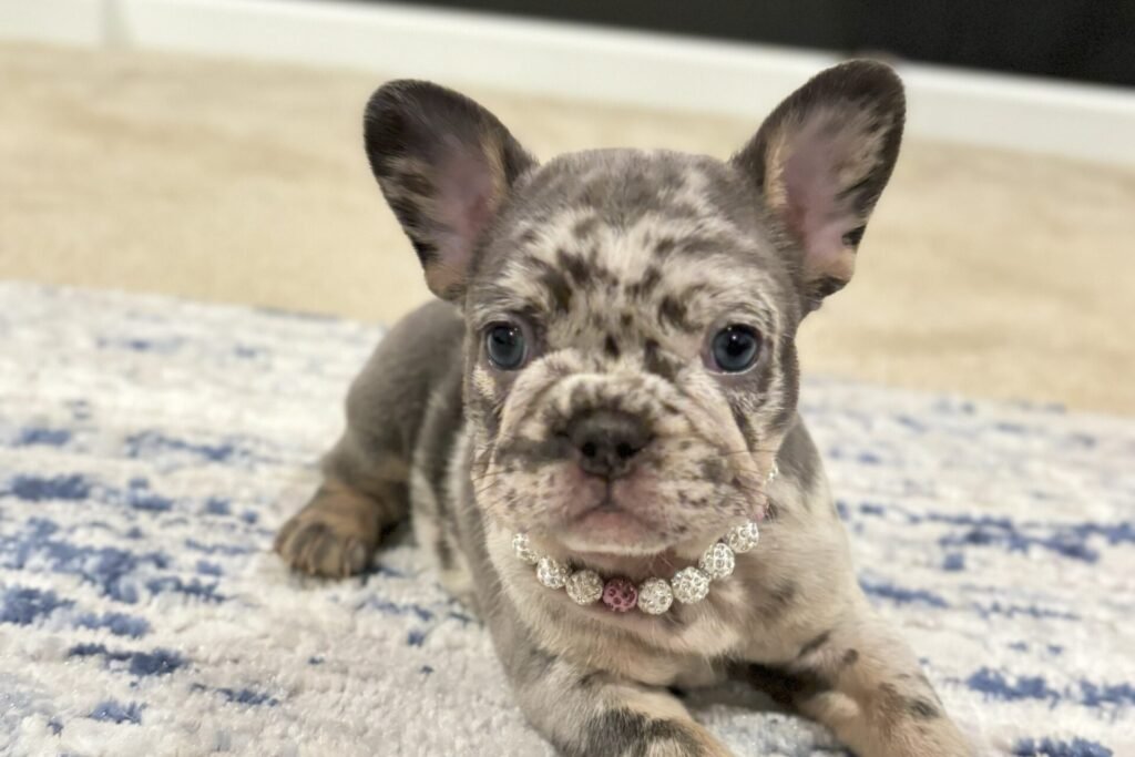 blue and tan merle frenchie baby