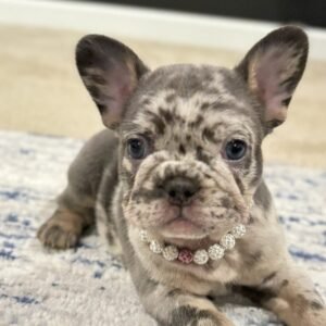 Sprinkles lilac and tan frenchie