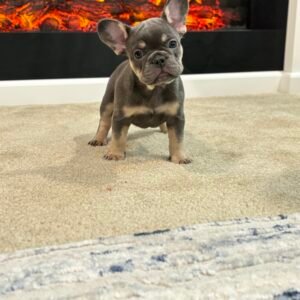 French bulldog puppy by firepl - Frenchie Envy Puppies (french bulldog puppies)