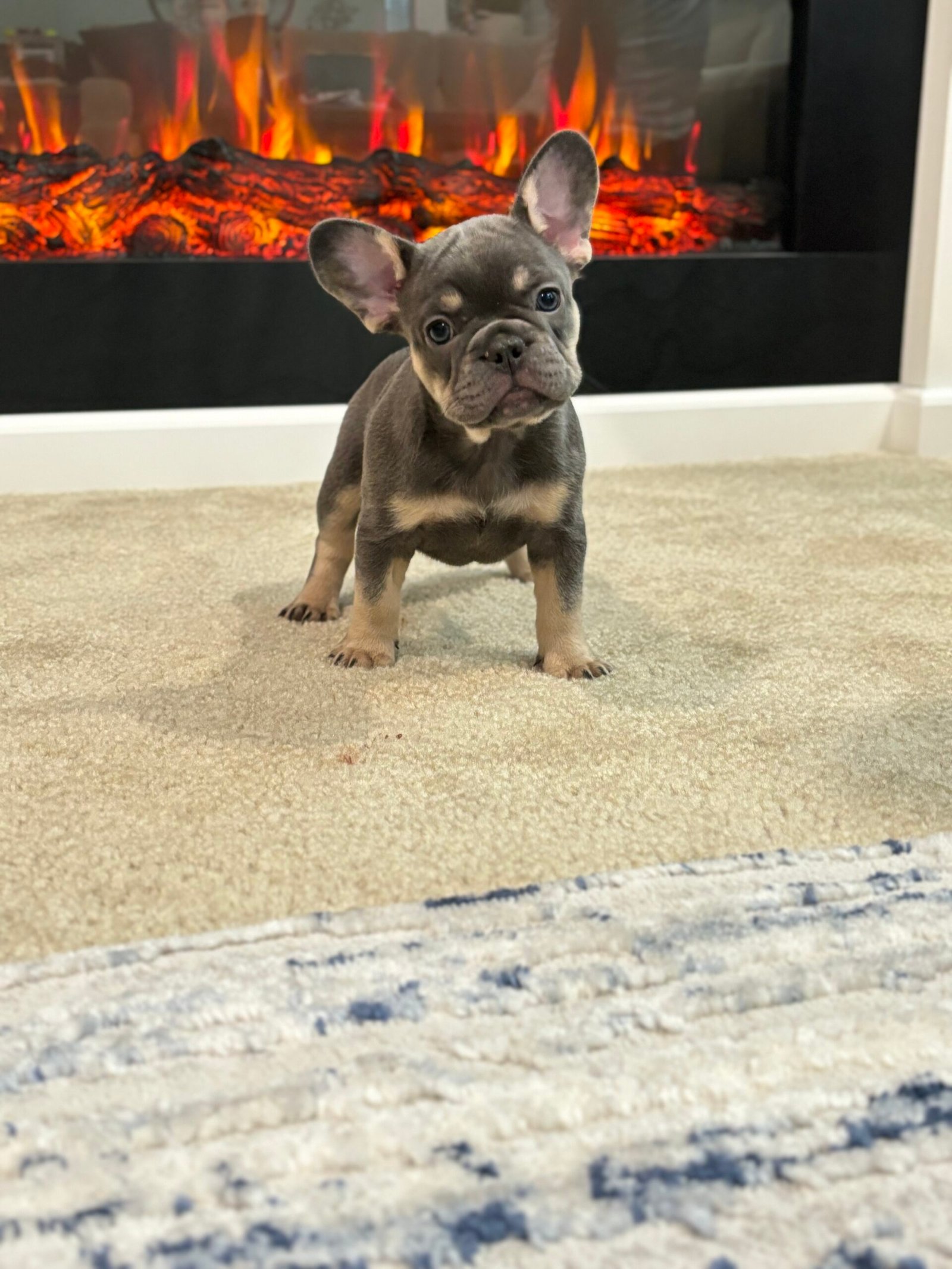 French bulldog puppy by firepl - Frenchie Envy Puppies (french bulldog puppies)