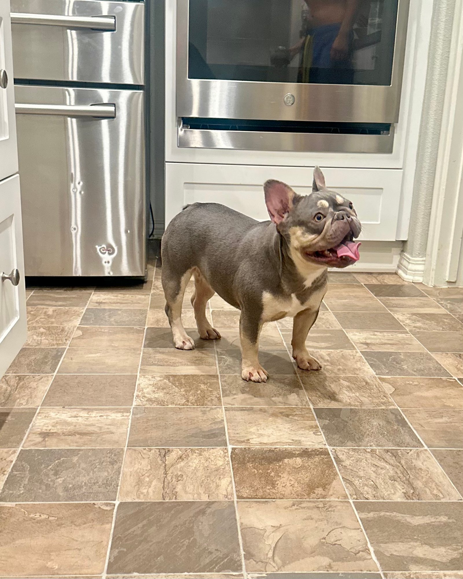 A French Bulldog in a kitchen - Frenchie Envy Puppies (fluffy french bulldog puppies) (blog)