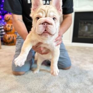 Nova
