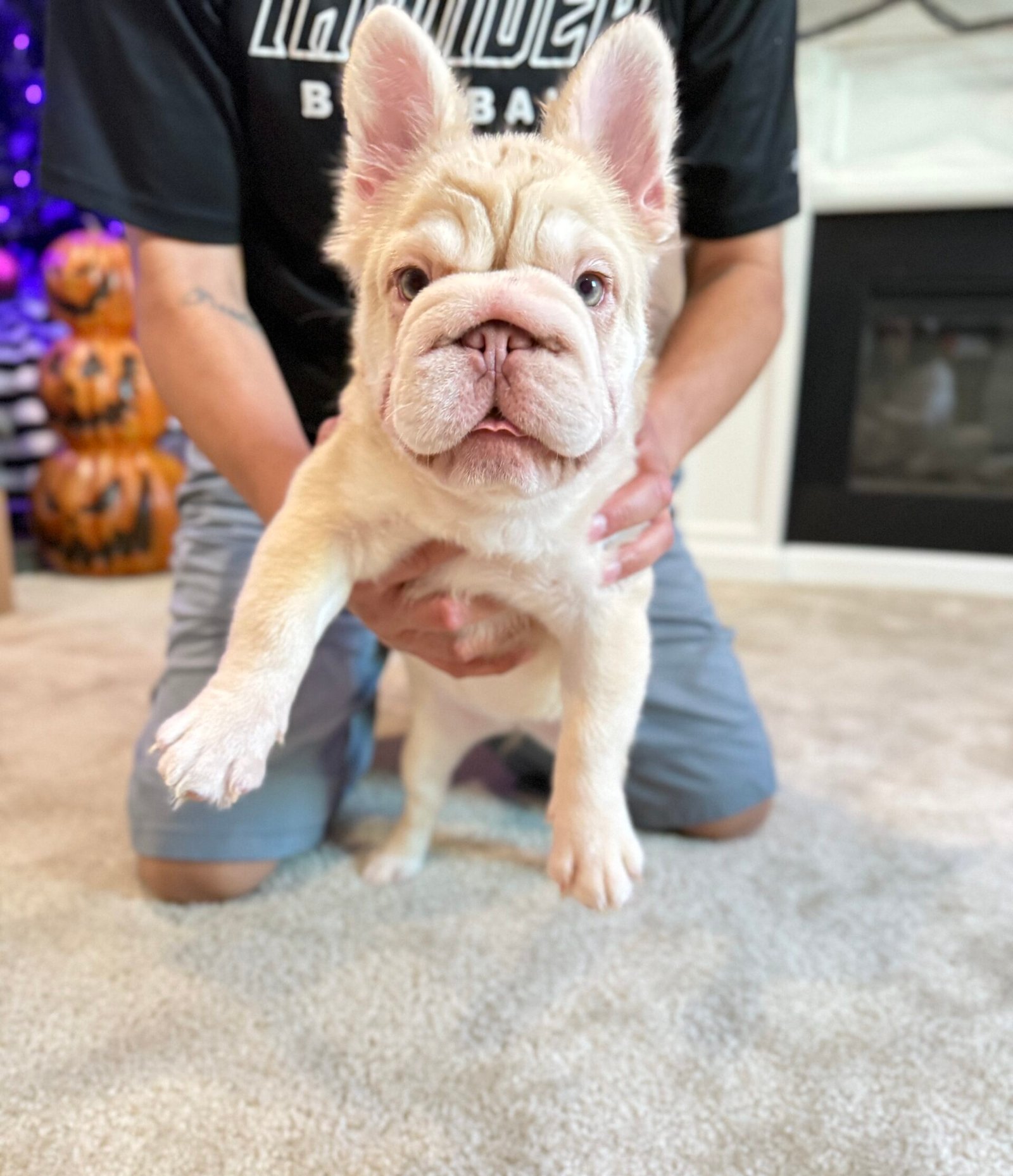 Nova