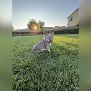 French Bulldog on grass - Frenchie Envy Puppies ( akc french bulldog puppies) (Guarantee)