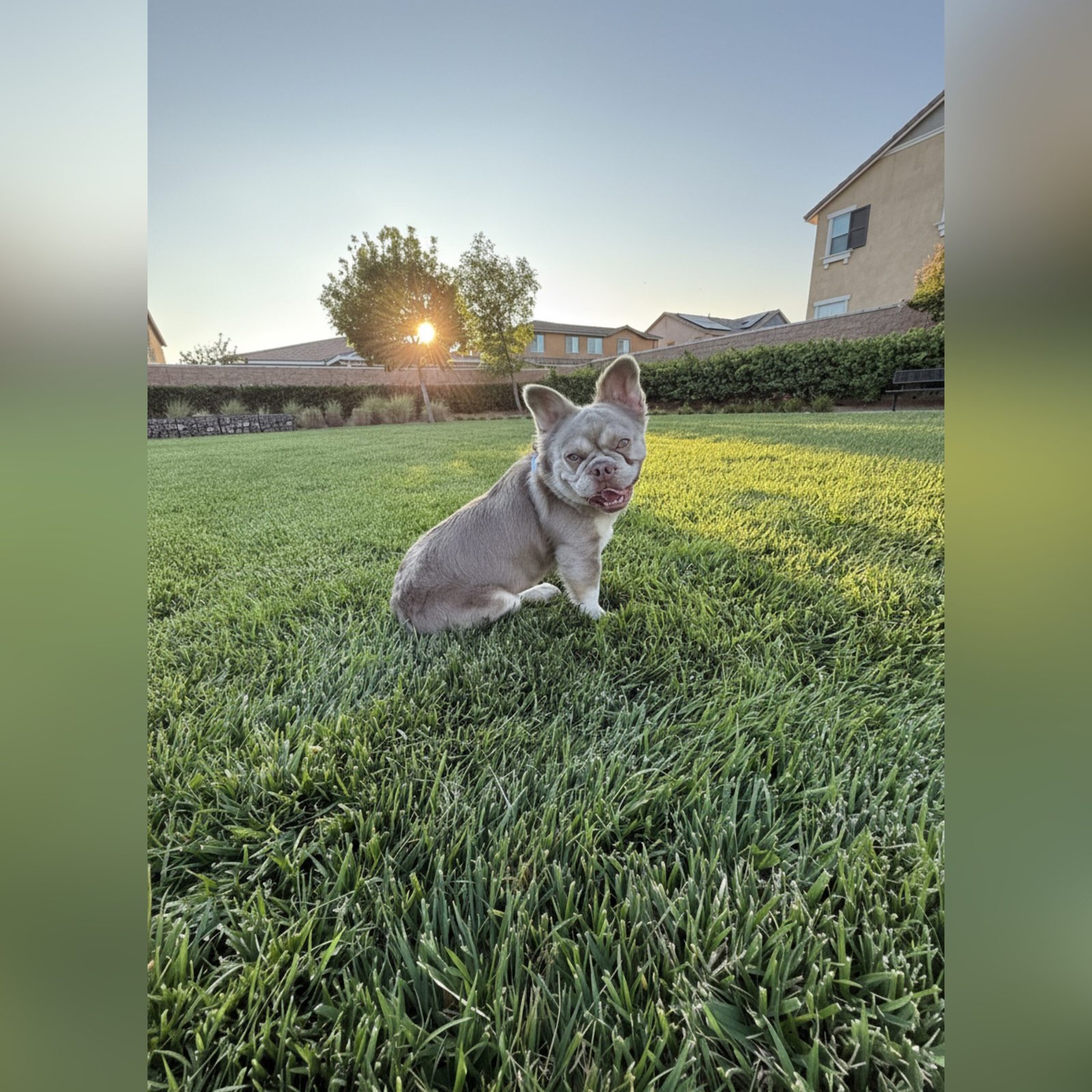 French Bulldog on grass - Frenchie Envy Puppies ( akc french bulldog puppies) (Guarantee)