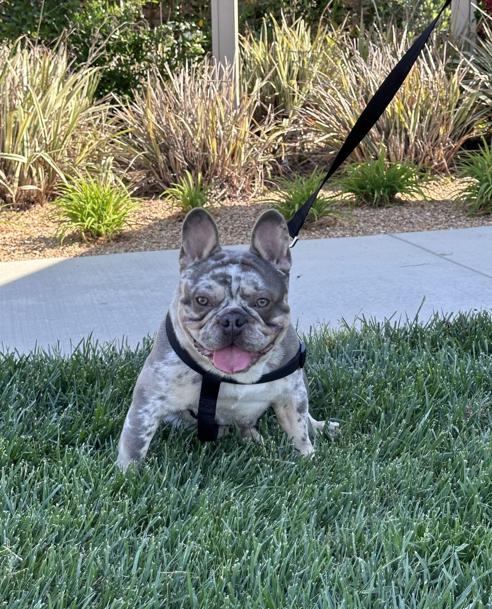 Stud