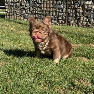 Brown fluffy French bulldog - Frenchie Envy Puppies (lilac french bulldog puppies) (contact)
