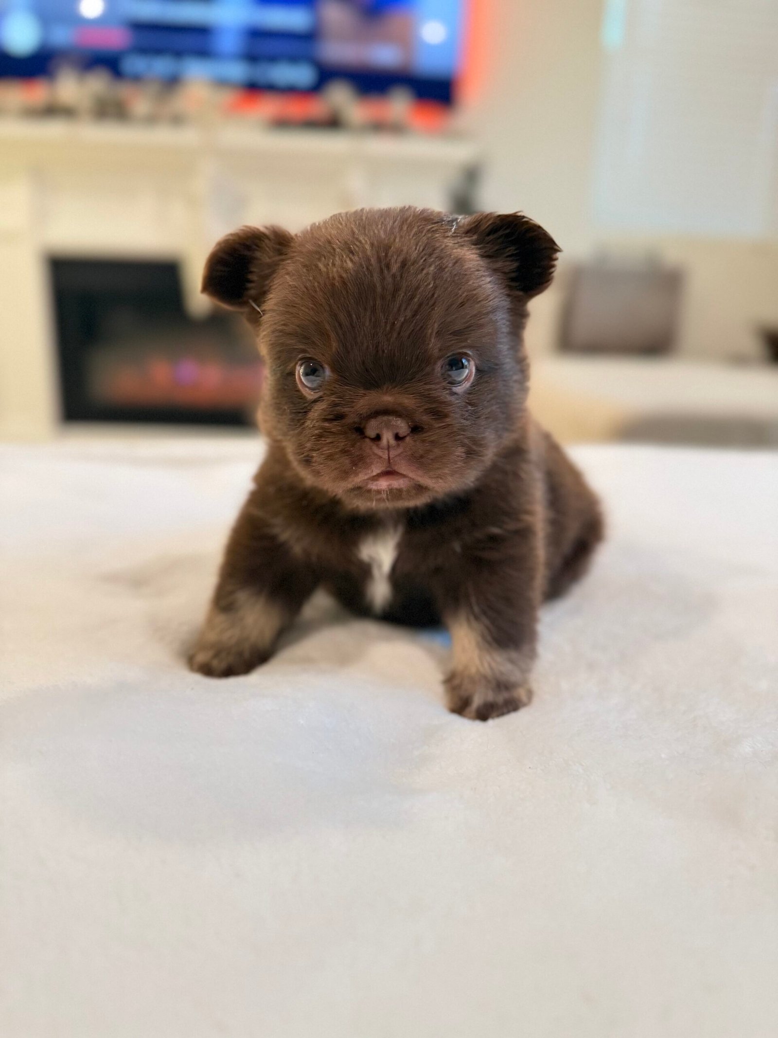 Fluffy brown Frenchie puppy - Frenchie Envy Puppies (fluffy french bulldog puppies)