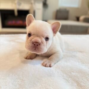 A cream French Bulldog puppy - Frenchie Envy Puppies (french bulldog puppies available)