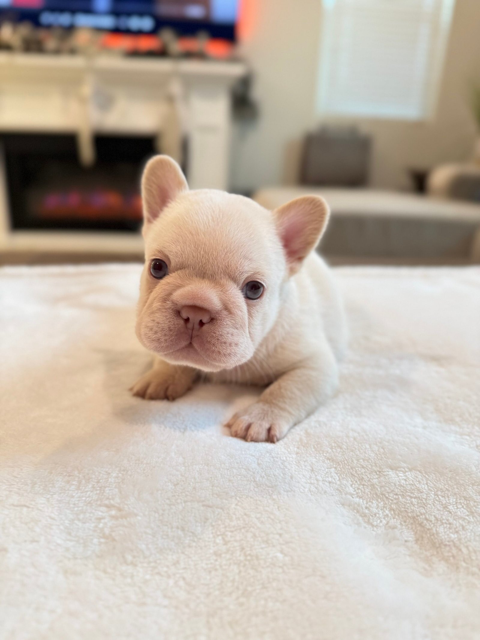 A cream French Bulldog puppy - Frenchie Envy Puppies (french bulldog puppies available)