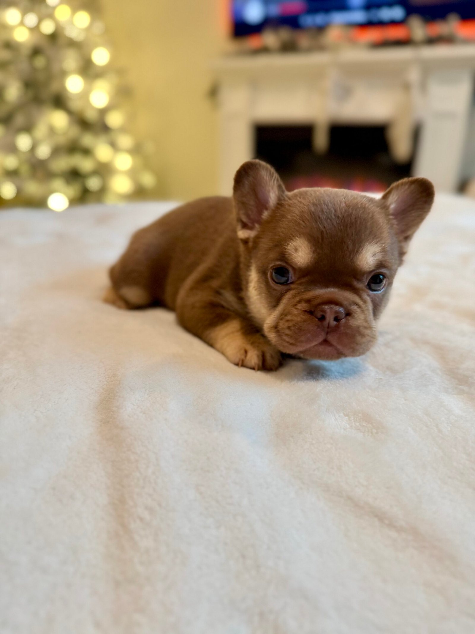 Brown French Bulldog puppy - Frenchie Envy Puppies (French Bulldog puppy care)