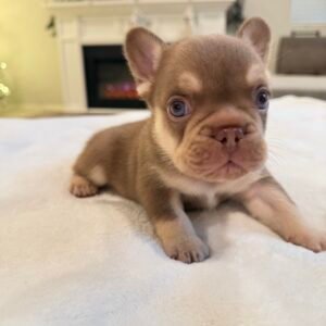 Brown puppy in dog bed - Frenchie Envy Puppies