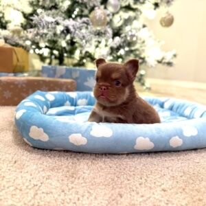 Brown puppy in dog bed - Frenchie Envy Puppies