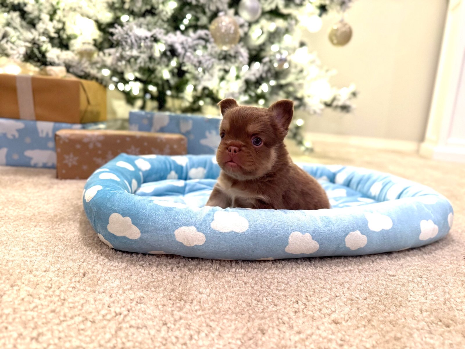 Brown puppy in dog bed - Frenchie Envy Puppies